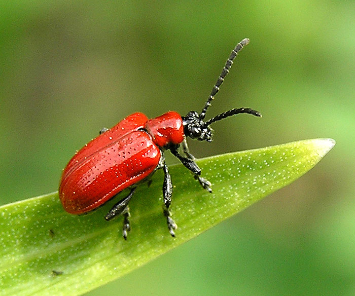 Lilienhähnchen, Lilioceris lilii